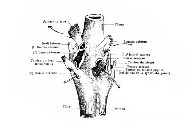 膝关节外侧区视图图片下载
