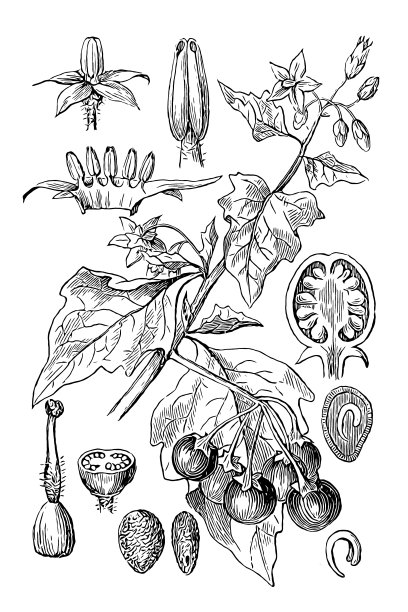 龙葵(欧洲黑龙葵、黑龙葵、龙葵、花园龙葵、花园越橘、猎犬莓、羊肠菌、神奇莓)图片下载