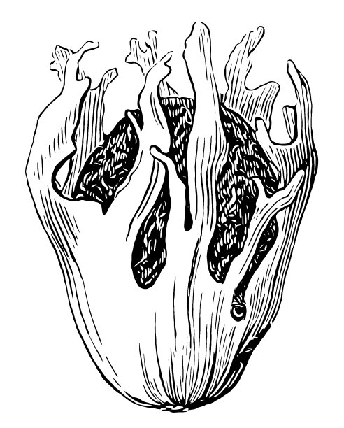 肉豆蔻(肉豆蔻,桂花)图片下载