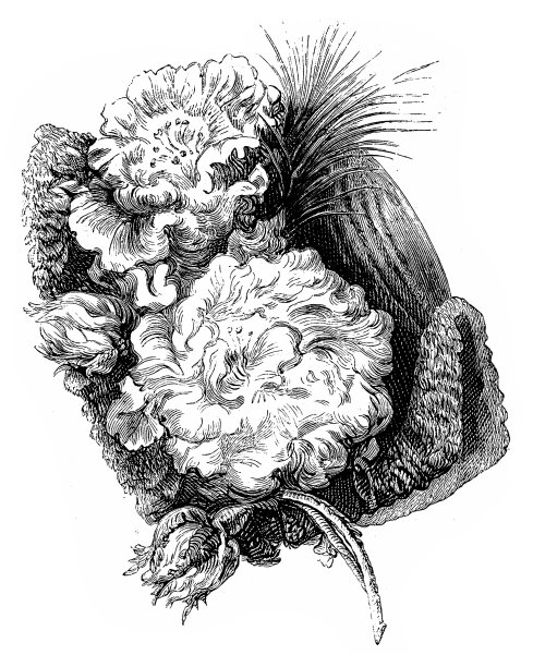 带花的帽子，19世纪流行图片下载