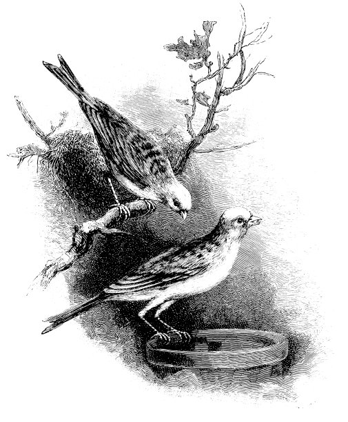 金丝雀,英语繁殖图片下载