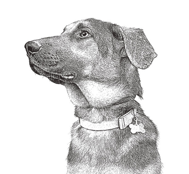 一只德国牧羊犬在动物收容所，希望被收养图片下载