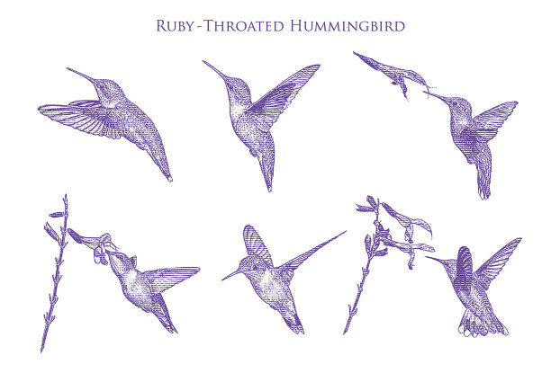一套6只红宝石喉蜂鸟图片下载
