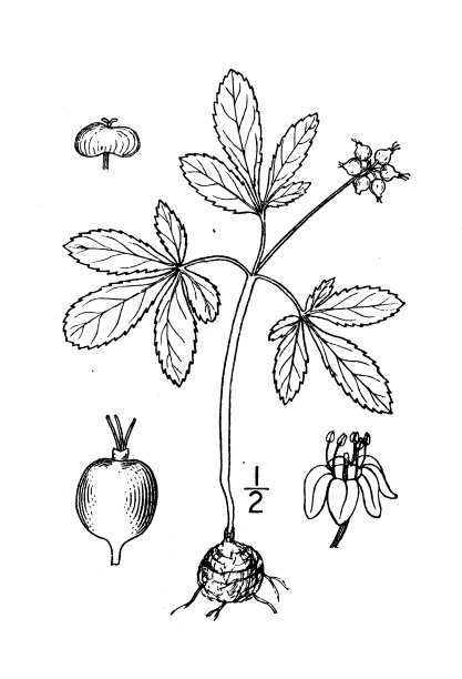 古植物学植物插图:三叶草、矮人参图片下载