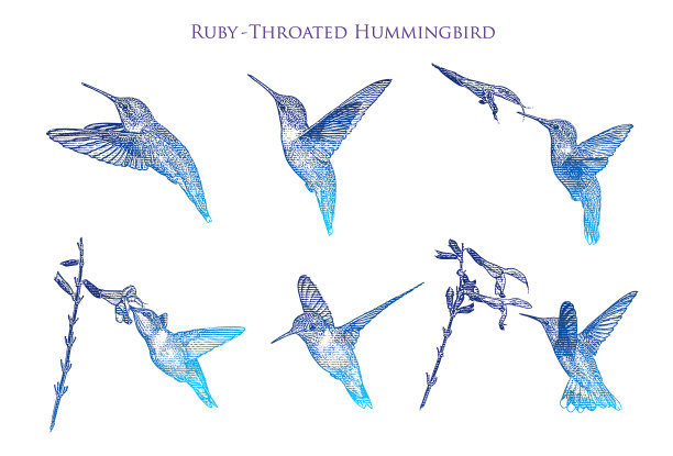 一套6只红宝石喉蜂鸟图片下载