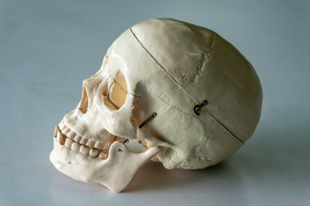 人类头骨骨架模型图片下载