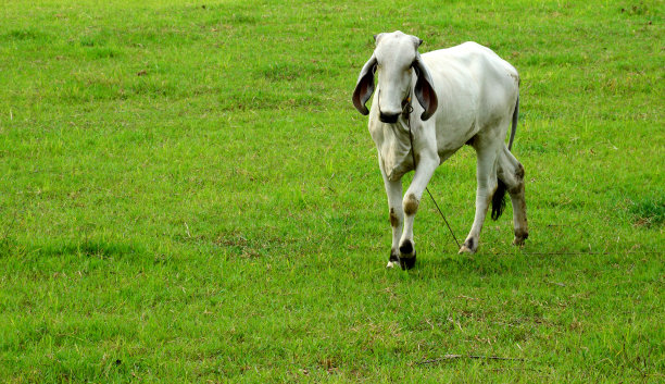 一头白色的奶牛在绿色的田野里奔跑，朝这边看。复制空间为畜牧发展部概念图片下载