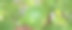 一张绿色水果挂在树枝上的照片，柠檬挂在树枝上，背景是绿叶。图片下载