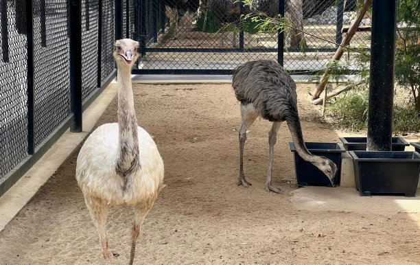 这是两只鸵鸟在围栏里的照片，背景是一只鸟在动物园的围栏里。图片下载