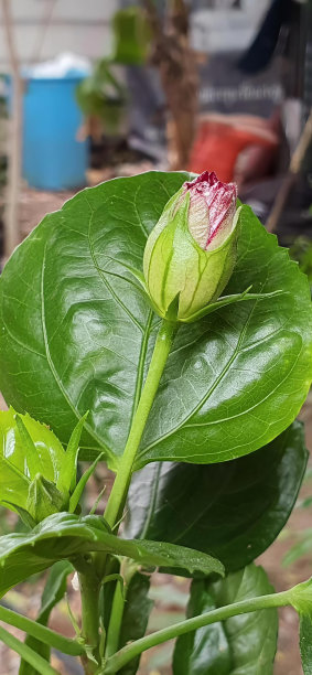 绿叶上绽开玫瑰花蕾的照片，花园中绿叶上绽开鲜花的花盆。图片下载