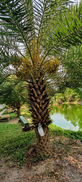 一张棕榈树的照片，上面挂着一个白色的袋子，有棕榈树的湖岸和有池塘的公园里的长凳。图片下载