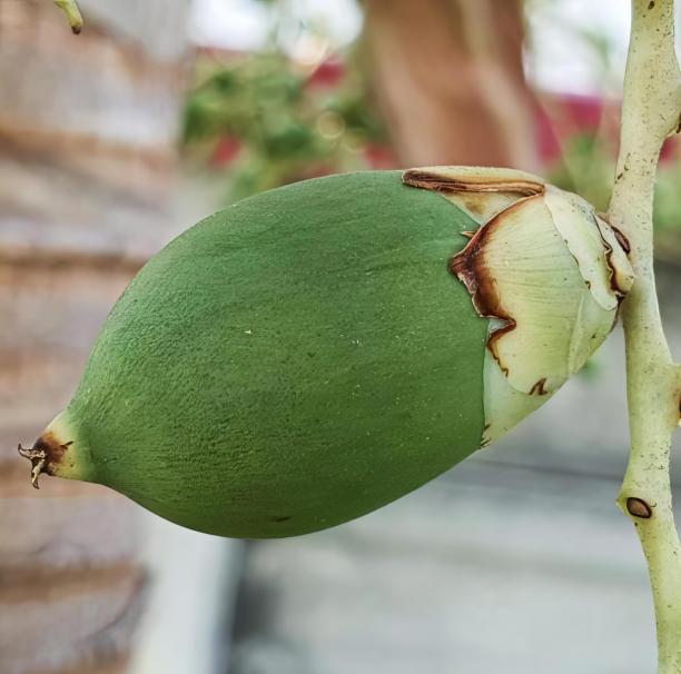一个绿色的水果挂在树枝上的照片，无花果树的树枝上挂着一个绿色的水果。图片下载