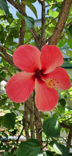 一张照片上，一朵红色的花长在树上，花盆在树上，背景是一所房子。图片下载