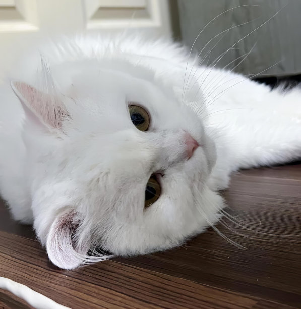 一张白猫拿着牙刷躺在桌子上的照片，一张白猫躺在木桌上的照片。图片下载