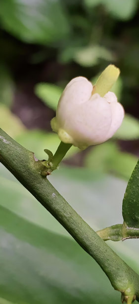 一张以绿色为背景的花在茎上发芽的照片，以花为背景的树枝上的树蛙。图片下载