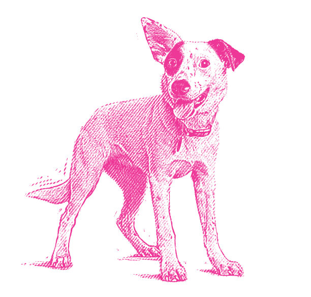 精力充沛的澳大利亚牛狗混血狗希望被收养图片下载