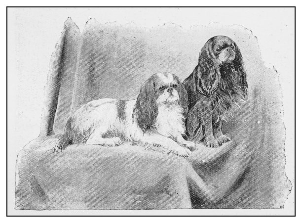古董插图:两只狗图片下载