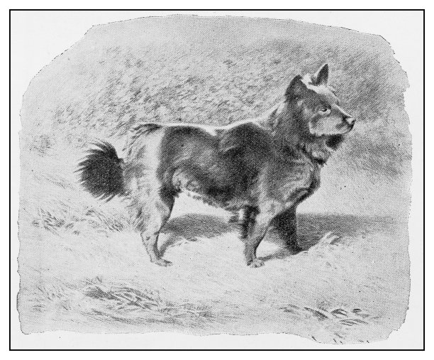 古董插图:狗图片下载