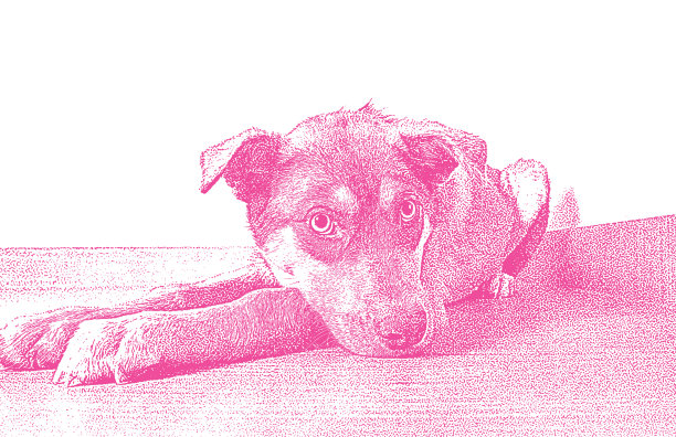 德国牧羊犬和澳大利亚牧羊犬的混血狗在动物收容所，希望被收养图片下载