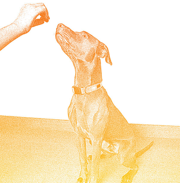 巧克力拉布拉多寻回犬，威斯拉混种犬的服从训练图片下载