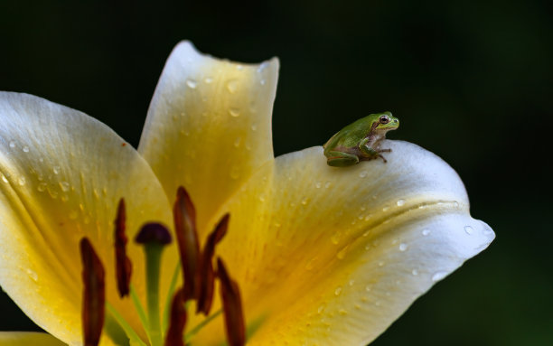 绿色的青蛙在白色的百合上图片下载