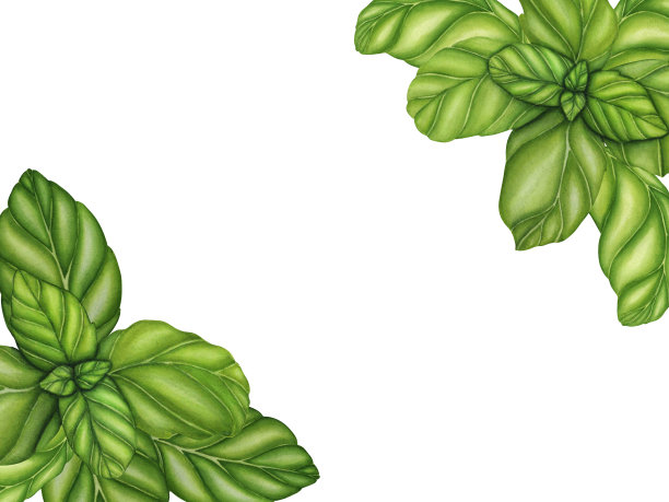 水彩框架罗勒枝与绿叶。手绘植物插图孤立的白色背景。香料香草元素的食物食谱，标签，横幅图片下载