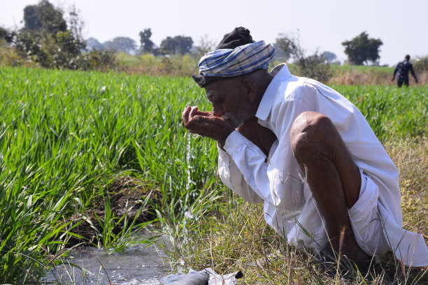 年迈的印度农民在他的麦田里喝水。麦田喷水灌溉技术研究。图片下载