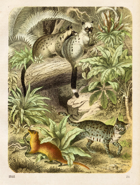 野猫和猫鼬色版，1868图片下载