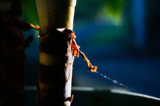 现代家庭花园构图的股票照片充满了许多美丽的植物。时尚的植物内饰。家庭园艺概念。图片下载