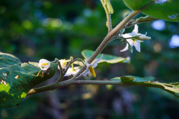 现代家庭花园构图的股票照片充满了许多美丽的植物。时尚的植物内饰。家庭园艺概念。图片下载