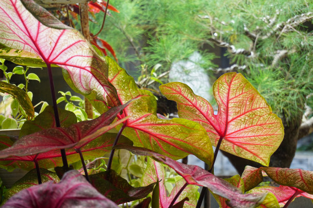 现代家庭花园构图的股票照片充满了许多美丽的植物。时尚的植物内饰。家庭园艺概念。图片下载