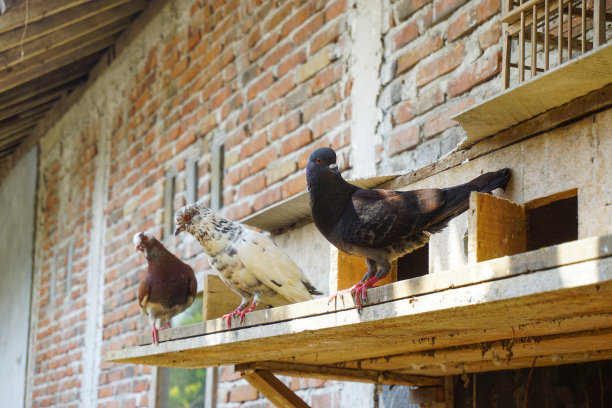 可爱的鸟在咖啡馆内部背景笼子里的股票照片，可爱的家鸟。可爱的宠物鹦鹉在一个安全的笼子里，一只热带鹦鹉，白色的羽毛和黑色的小眼睛图片下载