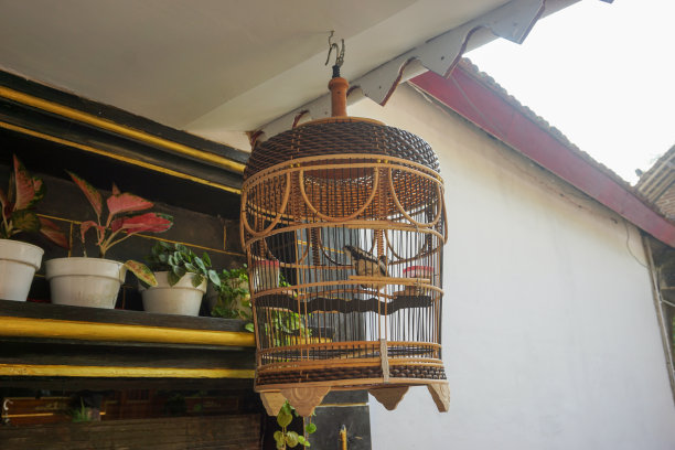 可爱的鸟在咖啡馆内部背景笼子里的股票照片，可爱的家鸟。可爱的宠物鹦鹉在一个安全的笼子里，一只热带鹦鹉，白色的羽毛和黑色的小眼睛图片下载