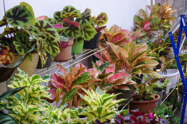 现代家庭花园构图的股票照片充满了许多美丽的植物。时尚的植物内饰。家庭园艺概念。图片下载