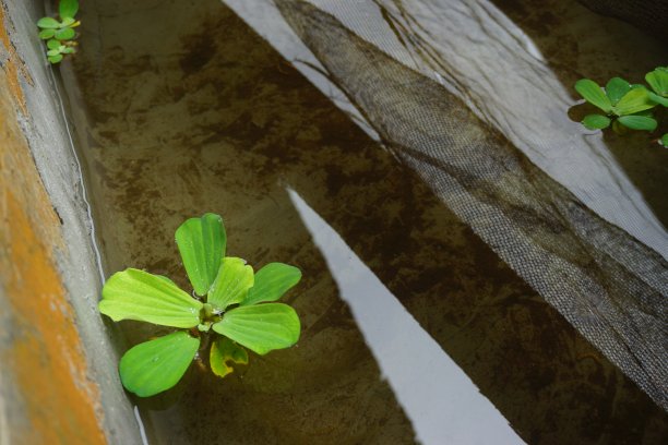 现代家庭花园构图的股票照片充满了许多美丽的植物。时尚的植物内饰。家庭园艺概念。图片下载