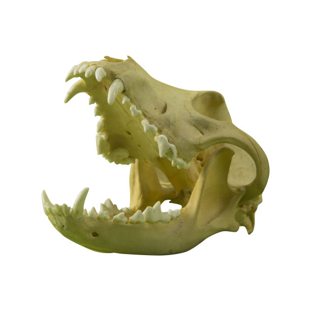 狗或狼的头骨上有锋利牙齿的照片图片下载