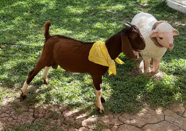 两只脖子上戴着头巾的山羊和脖子上戴着头巾的大羊驼站在草地上的照片。图片下载