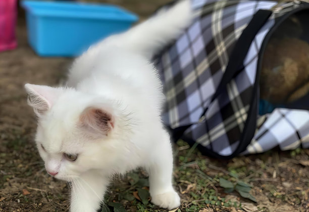 一只白色小猫在袋子附近的地上行走的照片，一只白色小猫在袋子附近的地上行走的照片。图片下载
