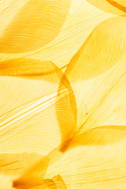 抽象的自然图案的花瓣黄色的颜色，自然纹理的叶子作为自然背景或背景。宏观纹理，彩色唯美的照片，花瓣的纹理，趋势植物图片下载