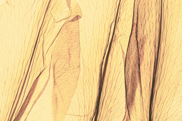 抽象的自然图案的花瓣淡黄的颜色，自然纹理的叶子作为自然背景或背景。宏观纹理，彩色唯美的照片，花瓣的纹理，趋势植物图片下载