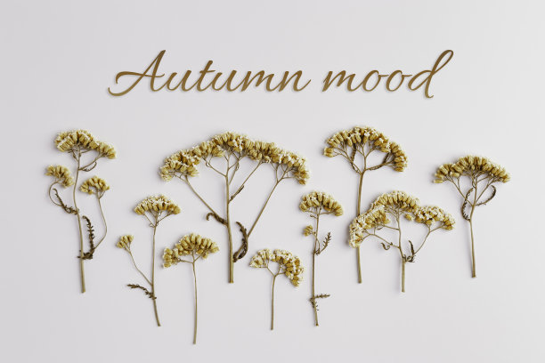 最小的秋天概念与干的野花在米色的背景，自然秋天的装饰，静物照片，最小的风格平坦的自然森林的花朵铺设图案。文秋心情图片下载