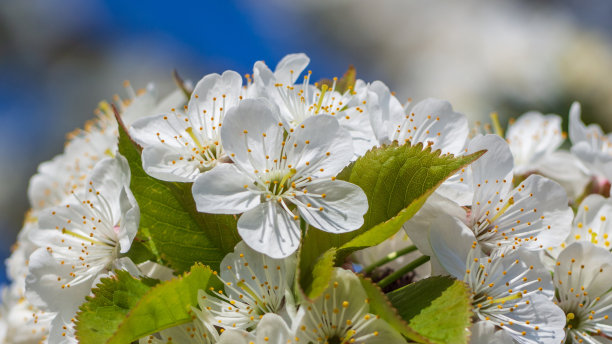 春天樱花的特写，作为屏幕的背景或桌面壁纸。微距照片雪白的樱花在蓝天的背景图片下载