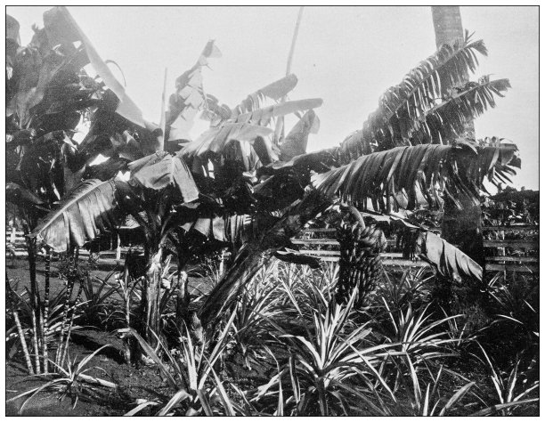 夏威夷，古董照片:香蕉植物图片下载