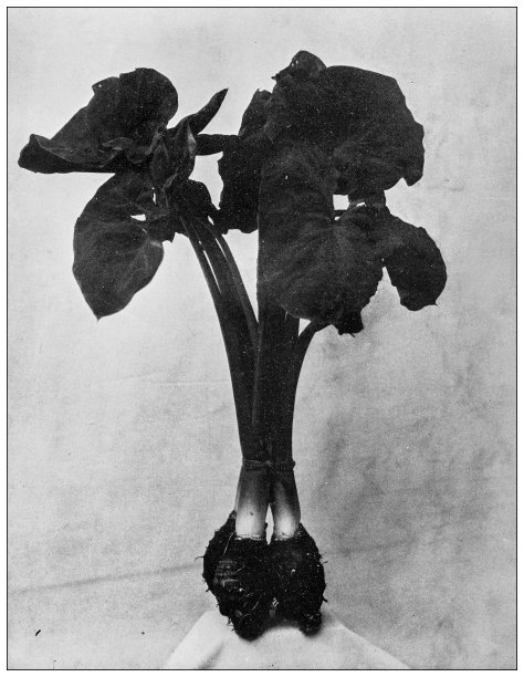 夏威夷，古董照片:芋头植物，海芋图片下载