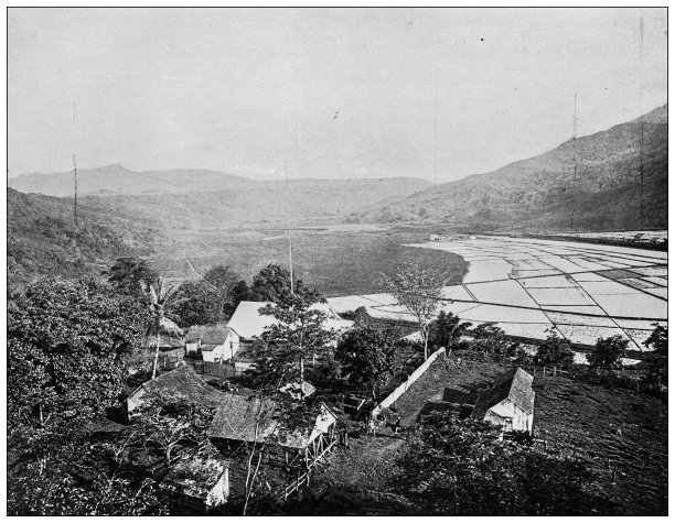 夏威夷，古董照片:稻田图片下载