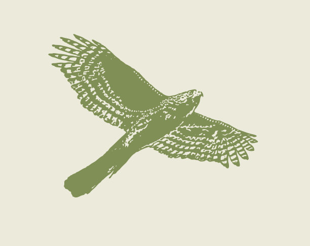 线艺术向量的库珀的鹰飞行图片下载