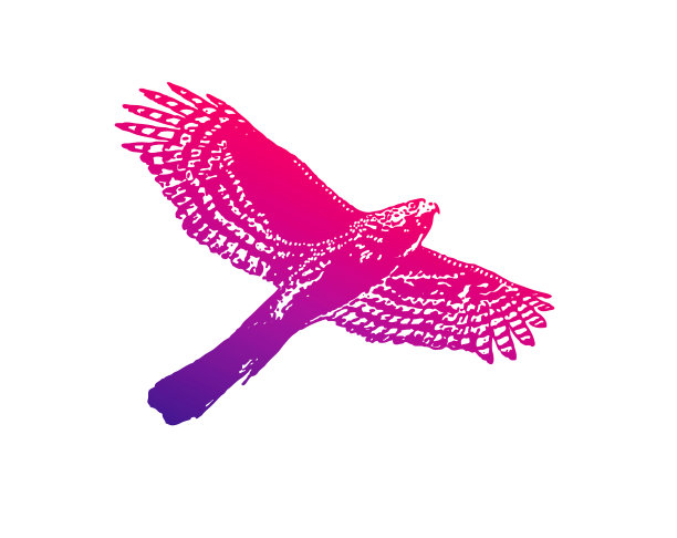 线艺术向量的库珀的鹰飞行图片下载