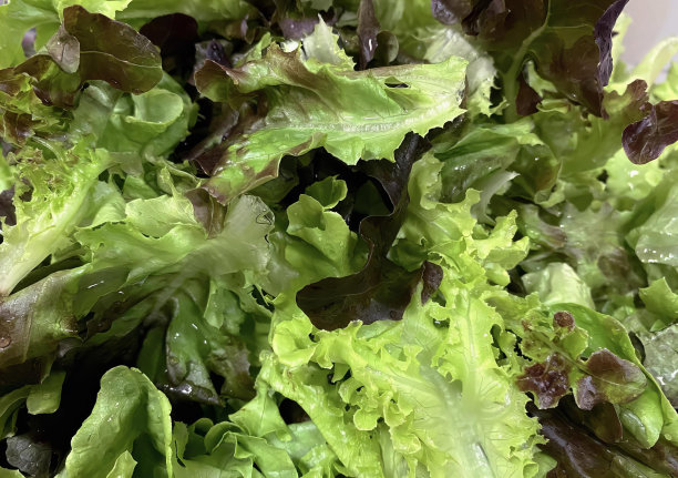 一张特写照片，上面是一碗沙拉，里面有生菜、白菜头和绿、红叶。图片下载