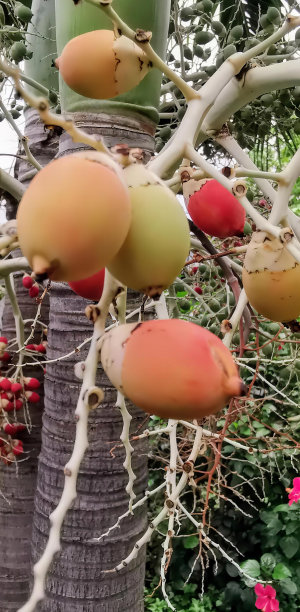 一棵树上挂着水果的照片，玫瑰河马树的树枝上挂着水果。图片下载