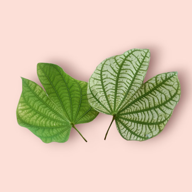 浅绿色的叶子，在粉红色的背景上有几条条纹重叠。图片下载